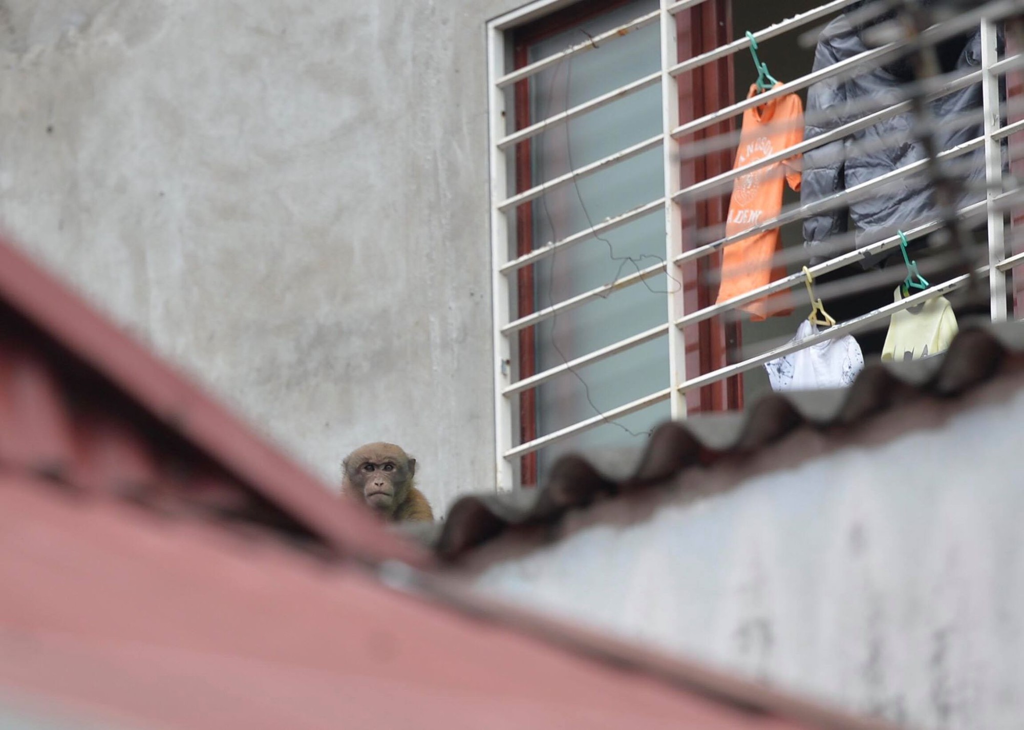 Khỉ hoang bất ngờ xuất hiện quậy phá khu dân cư ở Hà Nội