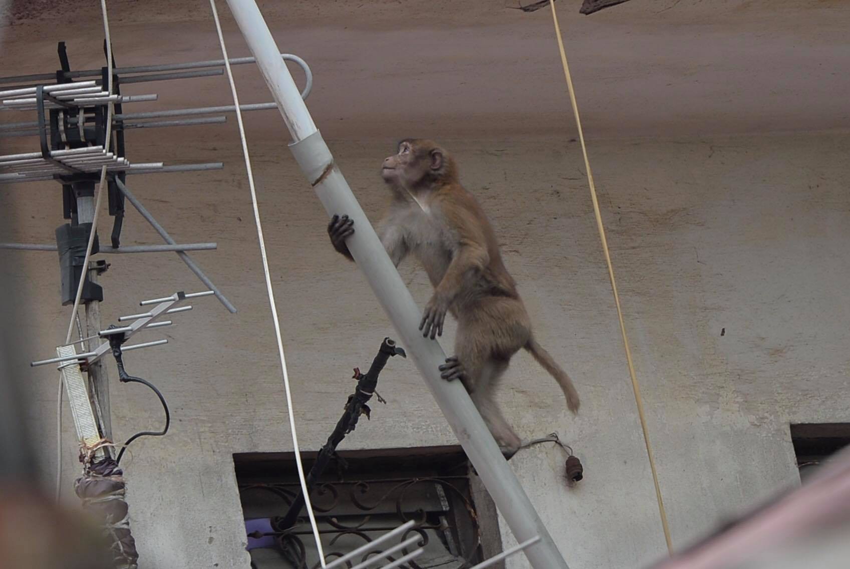 Khỉ hoang bất ngờ xuất hiện quậy phá khu dân cư ở Hà Nội