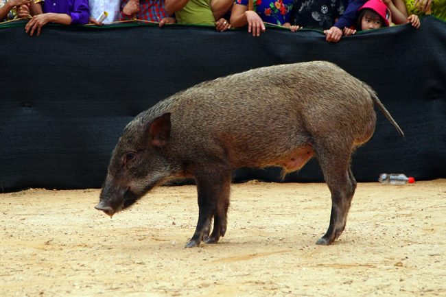 Ảnh, clip: Ôm bụng cười xem nam nữ bịt mắt bắt lợn rừng ở Bắc Giang