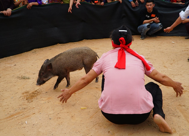 Ảnh, clip: Ôm bụng cười xem nam nữ bịt mắt bắt lợn rừng ở Bắc Giang