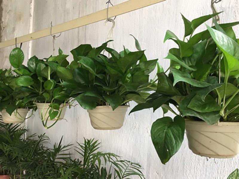 Cây thường xuân: Loại cây tuyệt đẹp để trồng hàng rào, mang lại bình an may mắn Cây thường xuân: Loại cây tuyệt đẹp để trồng hàng rào, mang lại bình an may mắn