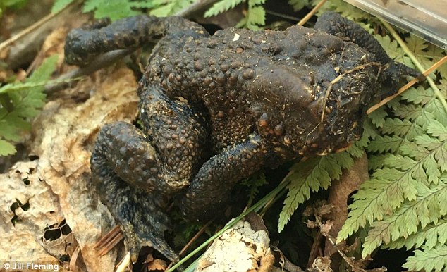 Cóc không đầu khiến các nhà khoa học choáng váng