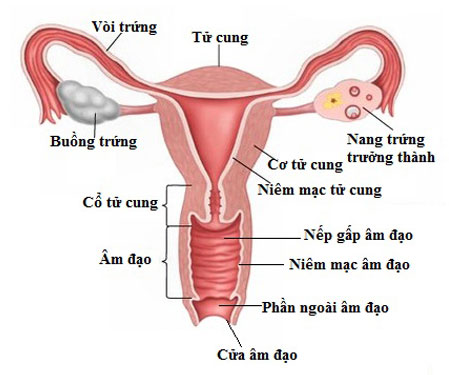 7 dấu hiệu ung thư buồng trứng mọi phụ nữ cần cảnh giác