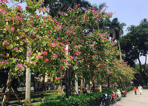 Miền Bắc tăng nhiệt, đầu tuần tới trời mưa giông