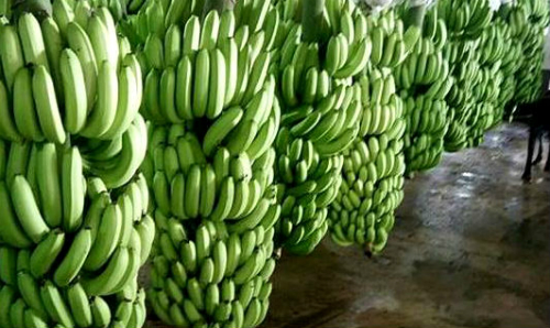 Giá chuối tăng cao kỷ lục Giá chuối tăng cao kỷ lục