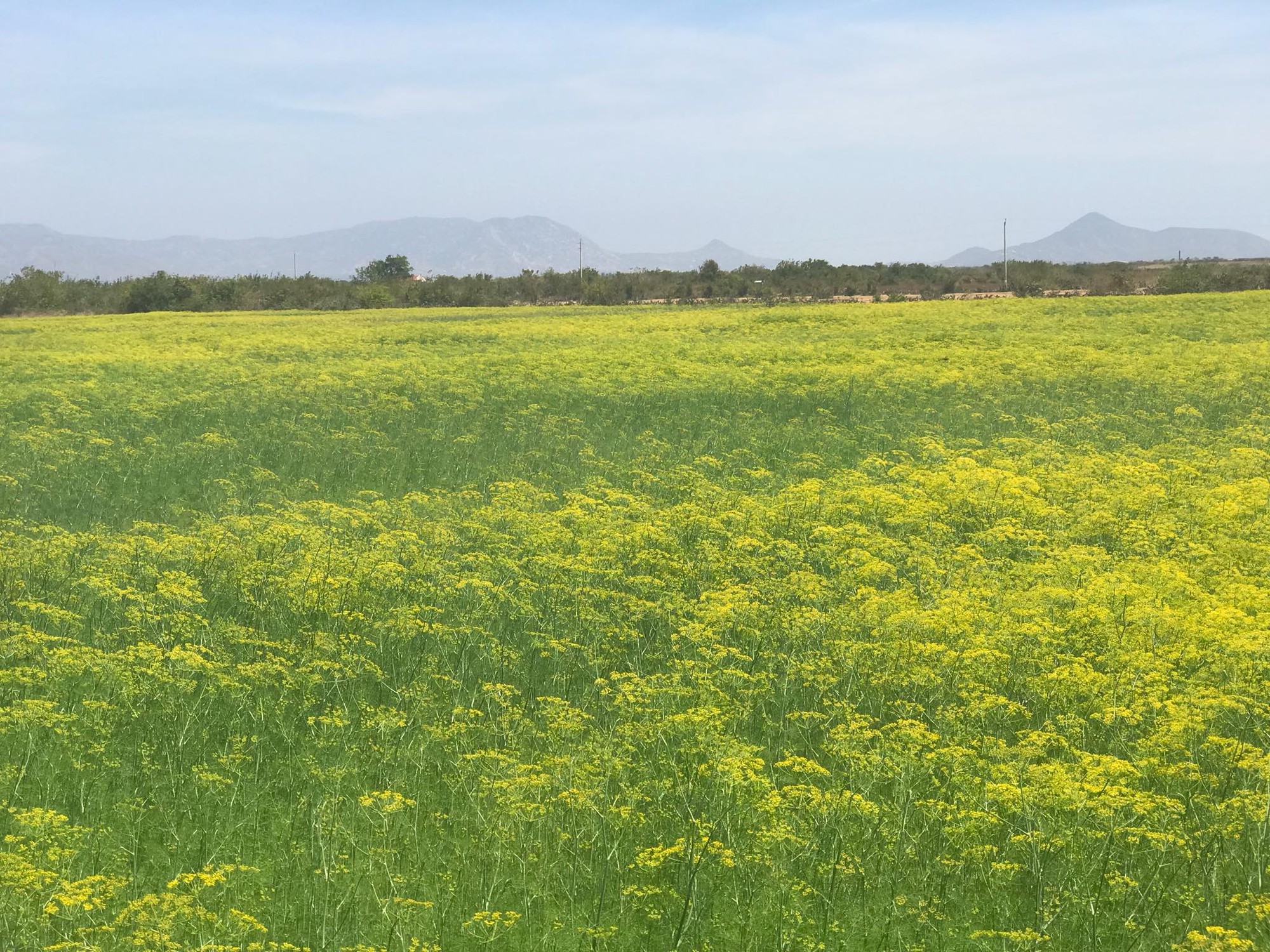 Cánh đồng hoa thì là ở Ninh Thuận vừa mở cửa 4 ngày đã vội vàng đóng cửa do bị khách tham quan giẫm đạp