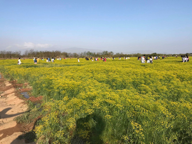 Cánh đồng hoa thì là ở Ninh Thuận vừa mở cửa 4 ngày đã vội vàng đóng cửa do bị khách tham quan giẫm đạp