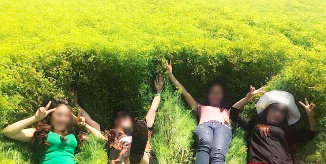 Cánh đồng hoa thì là ở Ninh Thuận vừa mở cửa 4 ngày đã vội vàng đóng cửa do bị khách tham quan giẫm đạp