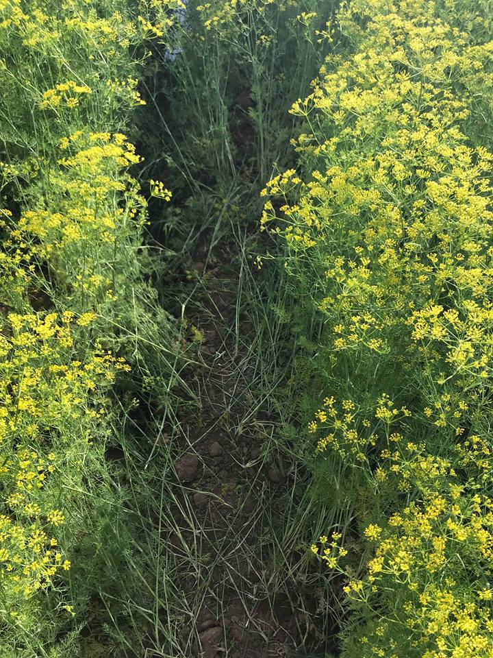 Cánh đồng hoa thì là ở Ninh Thuận vừa mở cửa 4 ngày đã vội vàng đóng cửa do bị khách tham quan giẫm đạp