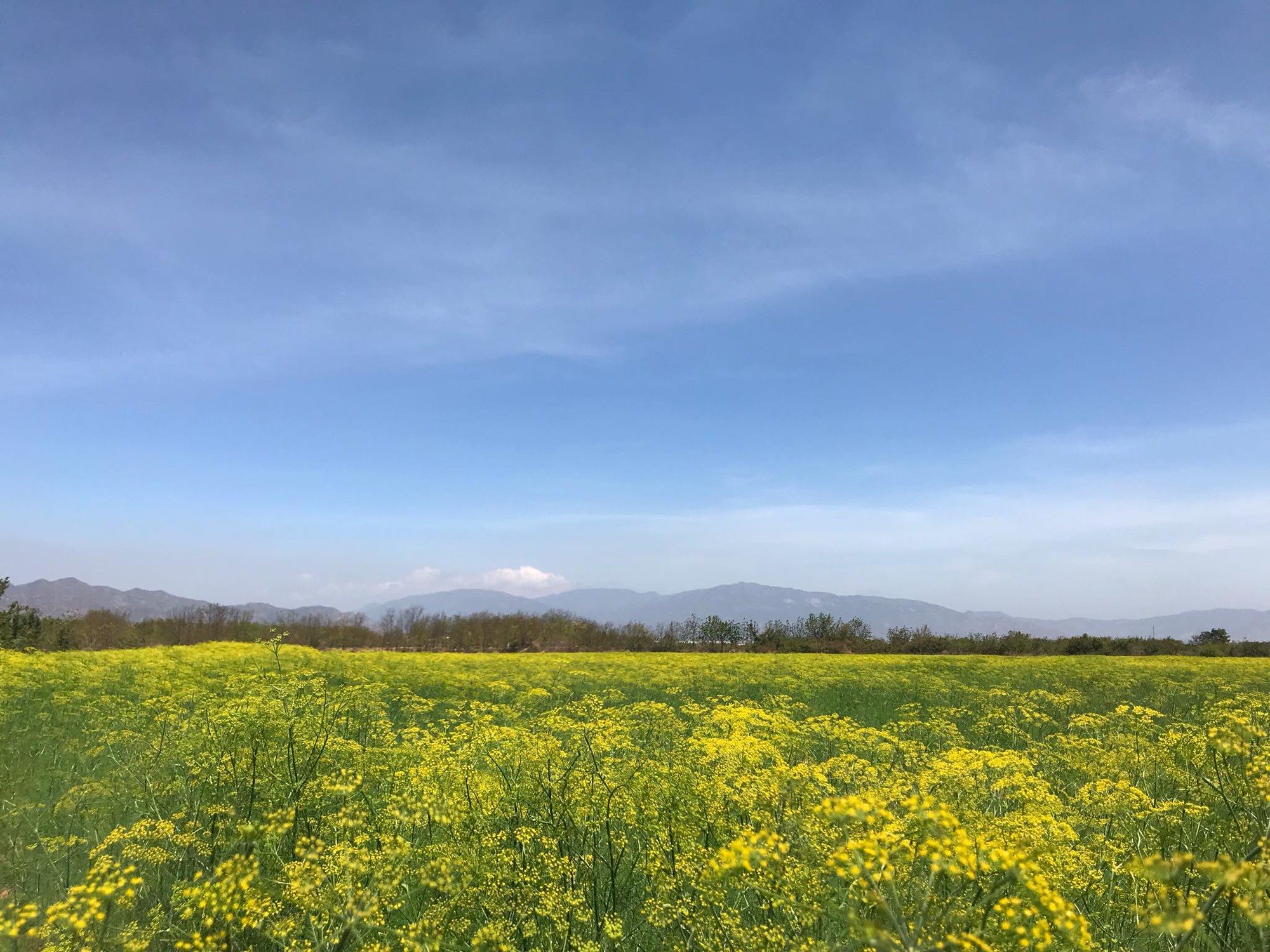 Cánh đồng hoa thì là ở Ninh Thuận vừa mở cửa 4 ngày đã vội vàng đóng cửa do bị khách tham quan giẫm đạp