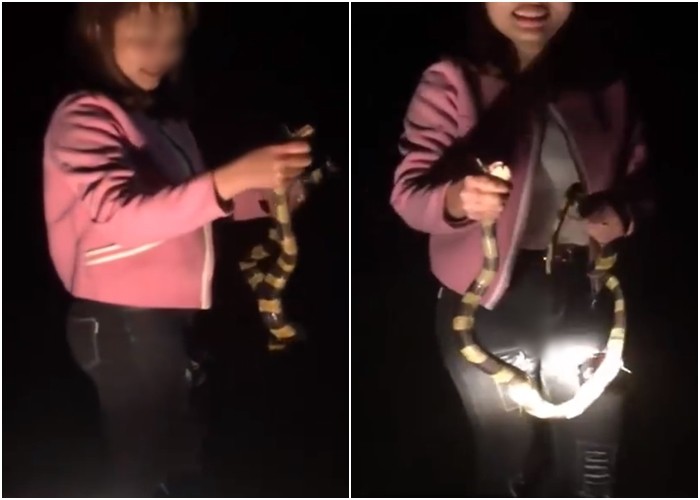Clip: Cô gái thản nhiên dùng tay không bắt rắn cạp nong cực độc ngay giữa đường khiến nhiều người thót tim sợ hãi
