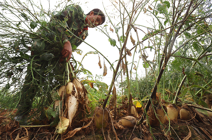 Nông dân vứt bỏ hàng nghìn tấn củ cải vì khó tiêu thụ