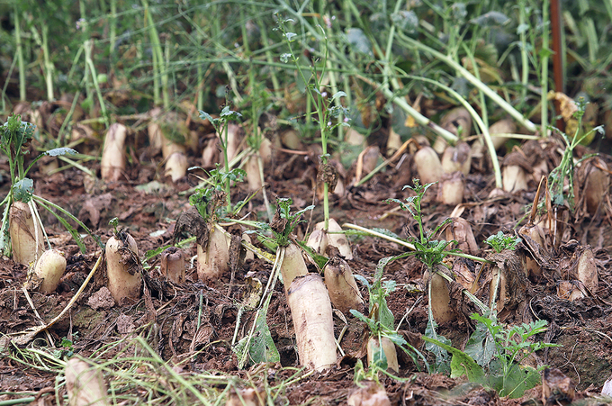 Nông dân vứt bỏ hàng nghìn tấn củ cải vì khó tiêu thụ