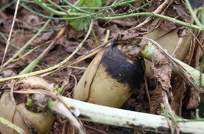 Nông dân vứt bỏ hàng nghìn tấn củ cải vì khó tiêu thụ