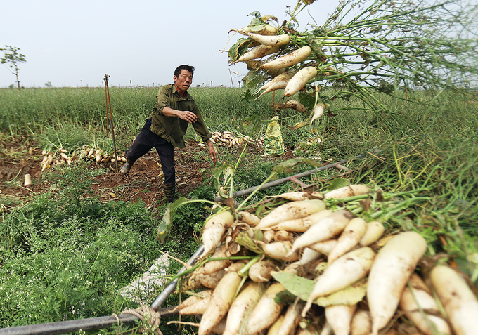 Nông dân vứt bỏ hàng nghìn tấn củ cải vì khó tiêu thụ