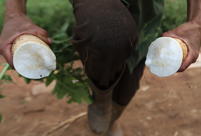 Nông dân vứt bỏ hàng nghìn tấn củ cải vì khó tiêu thụ