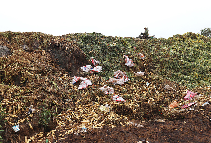 Nông dân vứt bỏ hàng nghìn tấn củ cải vì khó tiêu thụ