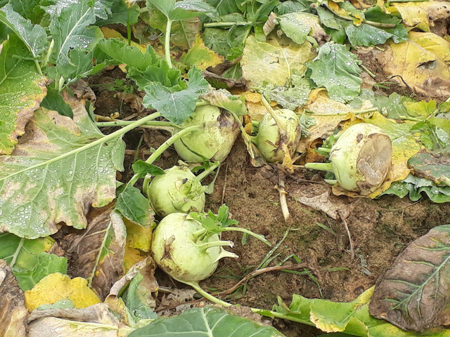 Rau thối đầy đồng, mang đổ xuống sông: Bộ ra công văn hỏa tốc