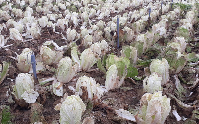 Rau thối đầy đồng, mang đổ xuống sông: Bộ ra công văn hỏa tốc