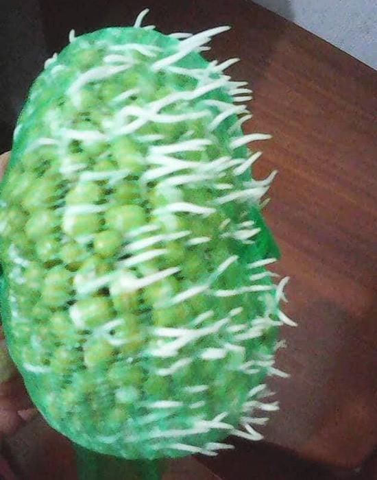 Mẹ Hà Nội mách cách làm giá đỗ cực nhàn cho người lười chỉ bằng chiếc túi lưới bọc quả