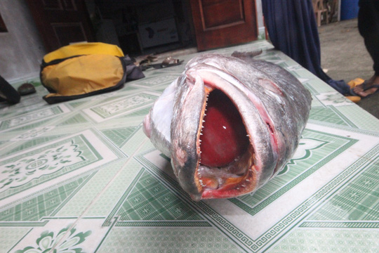 Câu được cá 10,5 kg, nghi sủ vàng quý hiếm