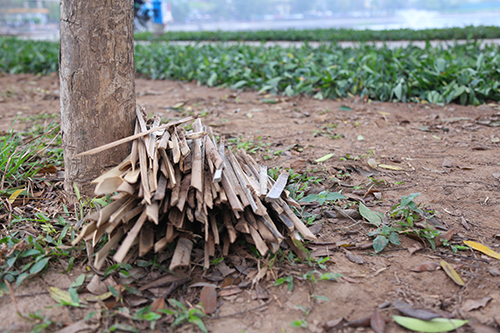 Vườn hoa ở Hà Nội được cắm chông để tránh bị giẫm đạp