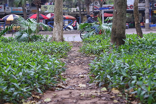 Vườn hoa ở Hà Nội được cắm chông để tránh bị giẫm đạp