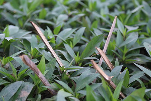 Vườn hoa ở Hà Nội được cắm chông để tránh bị giẫm đạp