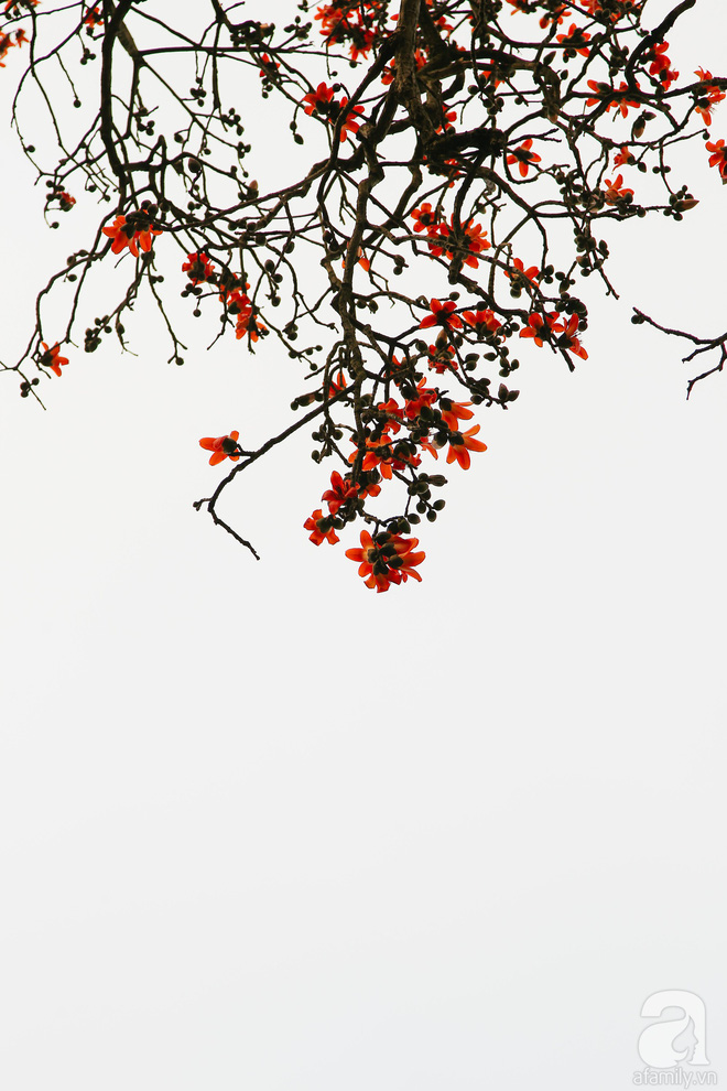 Hà Nội những ngày tháng ba, những nhành hoa gạo rực đỏ cả góc trời