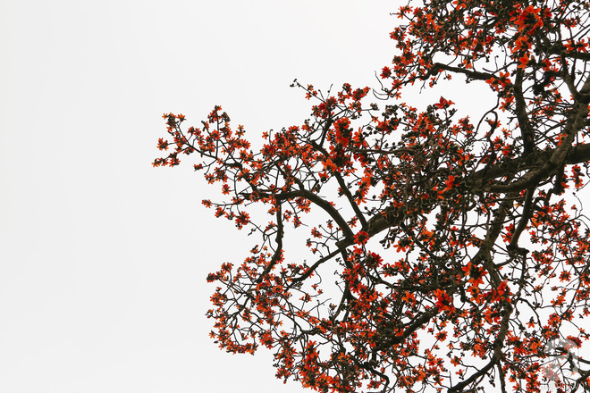 Hà Nội những ngày tháng ba, những nhành hoa gạo rực đỏ cả góc trời