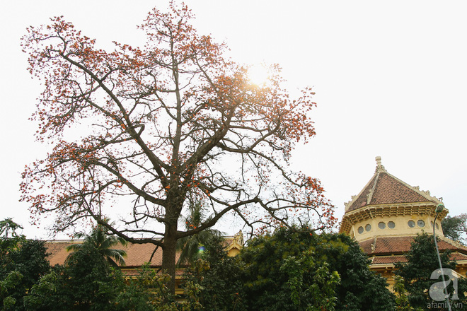 Hà Nội những ngày tháng ba, những nhành hoa gạo rực đỏ cả góc trời