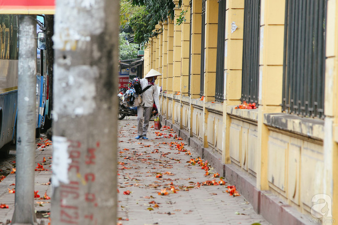 Hà Nội những ngày tháng ba, những nhành hoa gạo rực đỏ cả góc trời