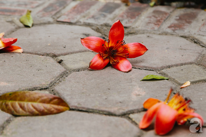 Hà Nội những ngày tháng ba, những nhành hoa gạo rực đỏ cả góc trời