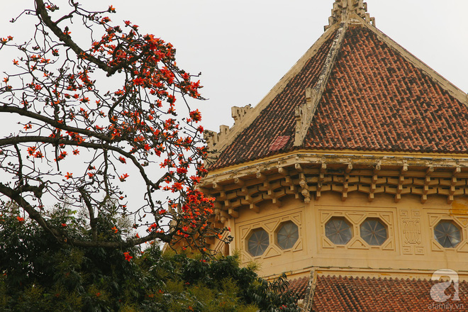 Hà Nội những ngày tháng ba, những nhành hoa gạo rực đỏ cả góc trời