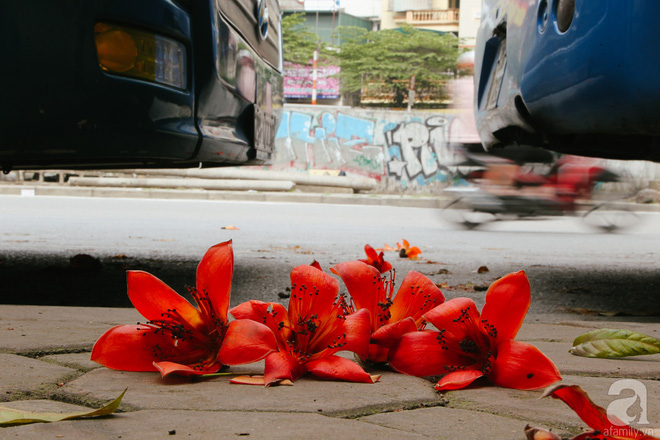 Hà Nội những ngày tháng ba, những nhành hoa gạo rực đỏ cả góc trời