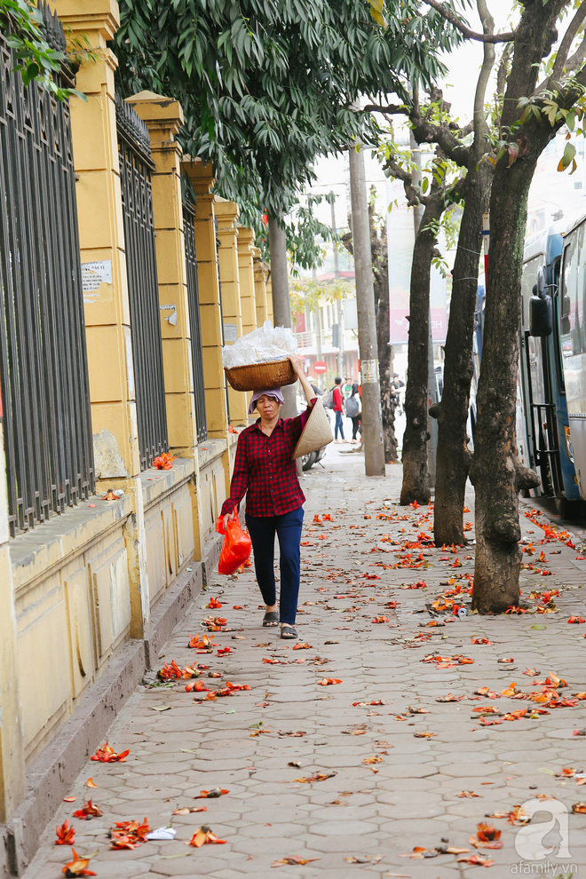 Hà Nội những ngày tháng ba, những nhành hoa gạo rực đỏ cả góc trời