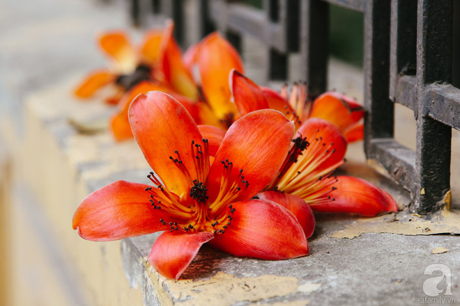 Hà Nội những ngày tháng ba, những nhành hoa gạo rực đỏ cả góc trời