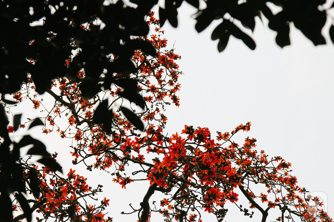 Hà Nội những ngày tháng ba, những nhành hoa gạo rực đỏ cả góc trời