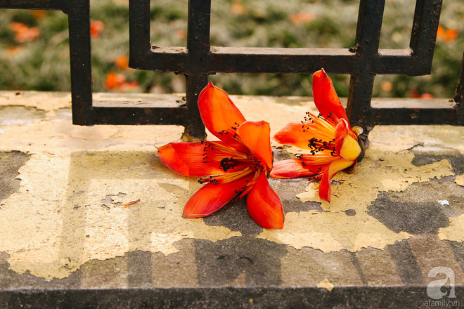 Hà Nội những ngày tháng ba, những nhành hoa gạo rực đỏ cả góc trời