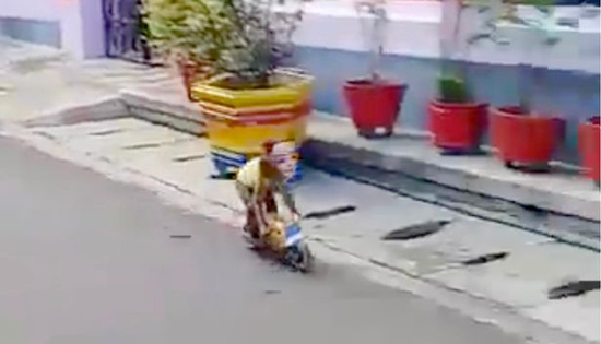 Khỉ lái xe máy mini giữa phố, húc ngã một cậu bé