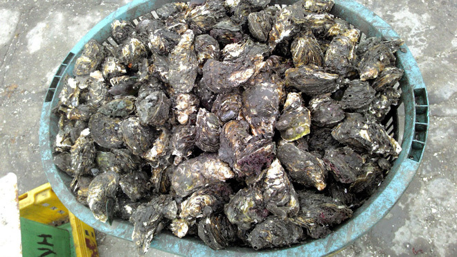 Lên chợ online tố cáo người bán đưa 2 kg hàu, sau khi rửa sạch còn 1,6 kg, chị nội trợ tưởng được bênh ai ngờ ăn mắng