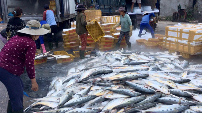 Ngư dân trúng độc đắc khi vừa ra cửa biển