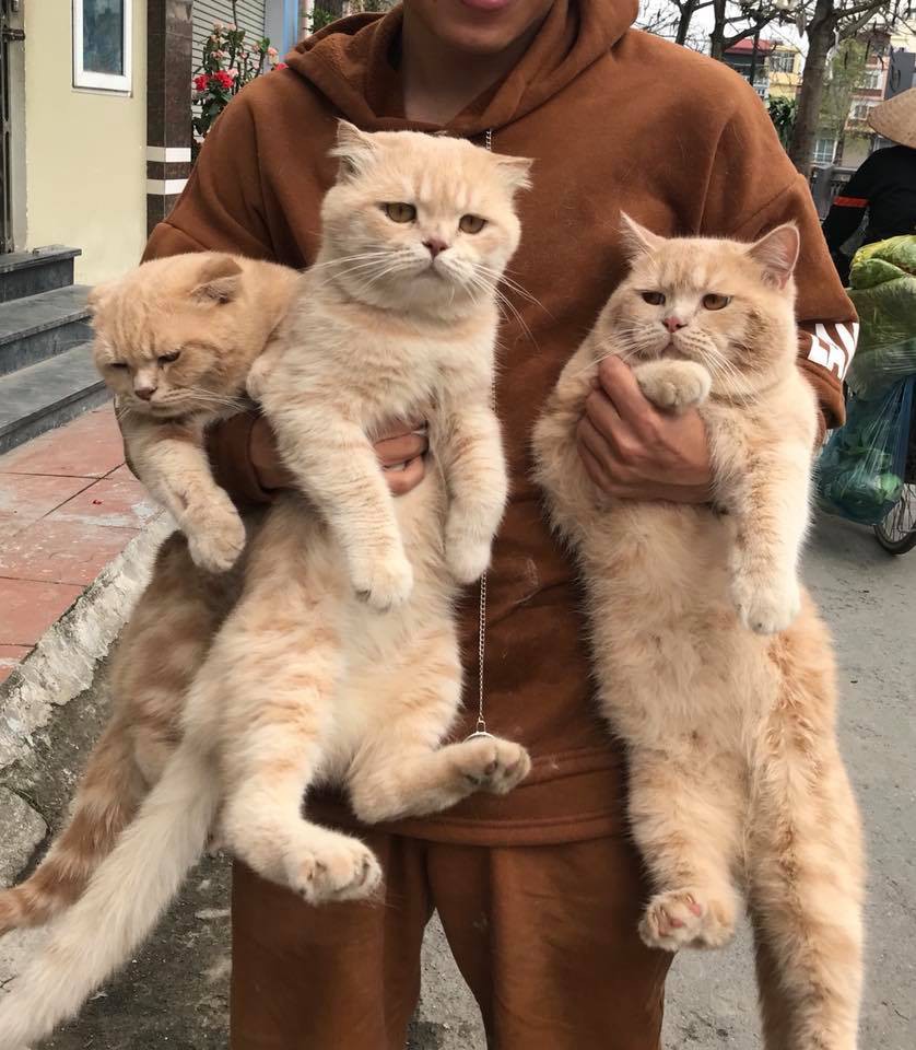 Lộ diện đàn con của chú mèo tên Chó nổi tiếng khắp Hải Phòng, đứa nào cũng đẹp trai giống bố!