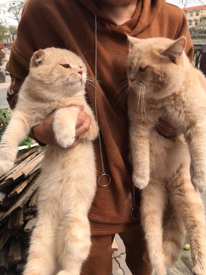 Lộ diện đàn con của chú mèo tên Chó nổi tiếng khắp Hải Phòng, đứa nào cũng đẹp trai giống bố!