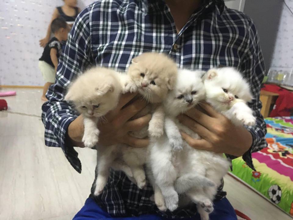 Lộ diện đàn con của chú mèo tên Chó nổi tiếng khắp Hải Phòng, đứa nào cũng đẹp trai giống bố!