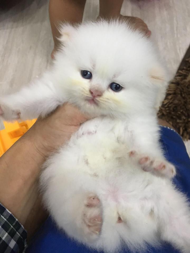 Lộ diện đàn con của chú mèo tên Chó nổi tiếng khắp Hải Phòng, đứa nào cũng đẹp trai giống bố!