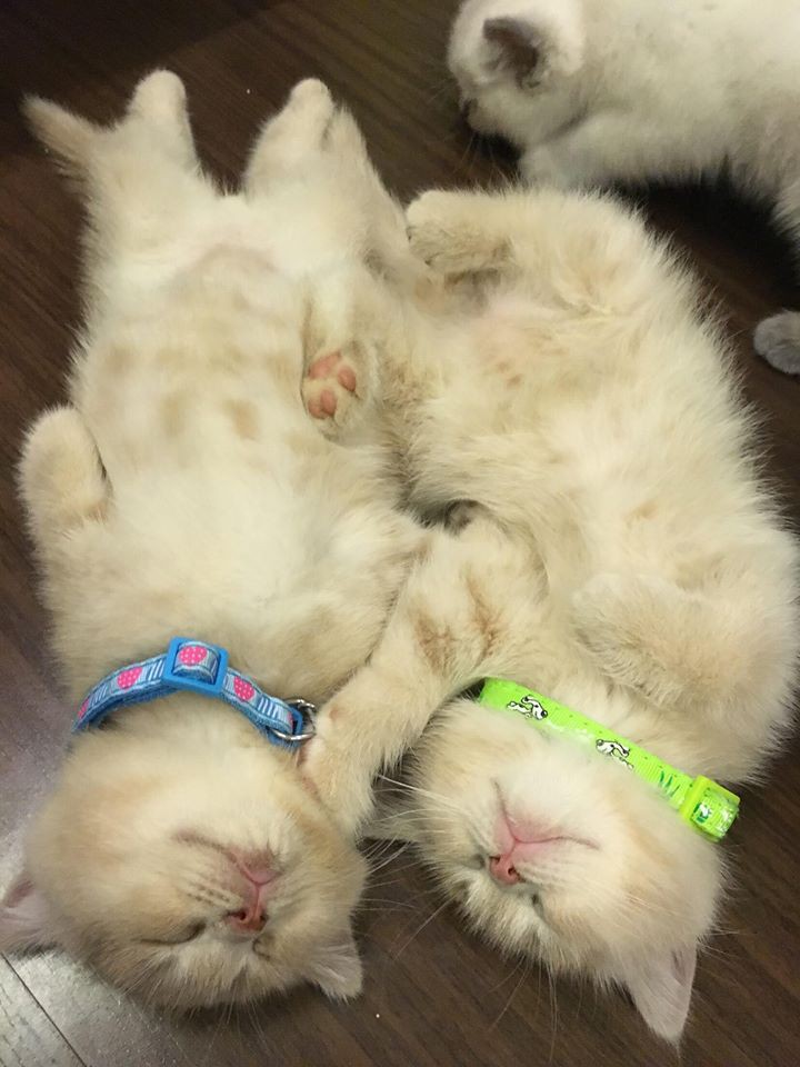 Lộ diện đàn con của chú mèo tên Chó nổi tiếng khắp Hải Phòng, đứa nào cũng đẹp trai giống bố!