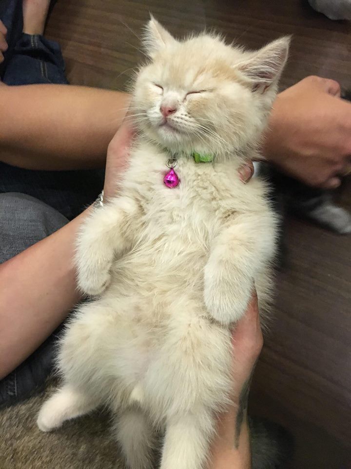 Lộ diện đàn con của chú mèo tên Chó nổi tiếng khắp Hải Phòng, đứa nào cũng đẹp trai giống bố!