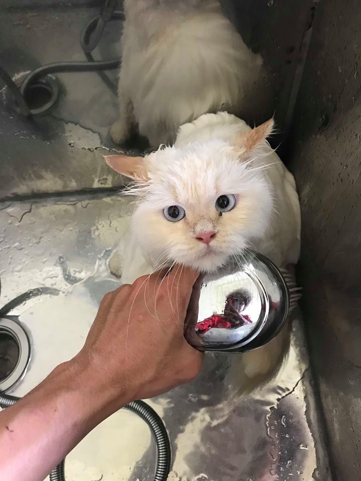 Lộ diện đàn con của chú mèo tên Chó nổi tiếng khắp Hải Phòng, đứa nào cũng đẹp trai giống bố!