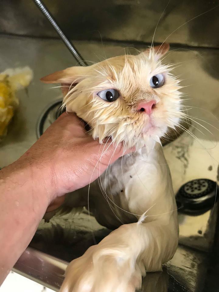 Lộ diện đàn con của chú mèo tên Chó nổi tiếng khắp Hải Phòng, đứa nào cũng đẹp trai giống bố!